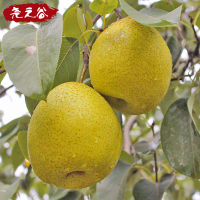 【两份起拍 共发五斤】尧之谷赵州贡梨雪花梨新鲜当季整箱2斤装 当季新鲜雪花梨 贡梨