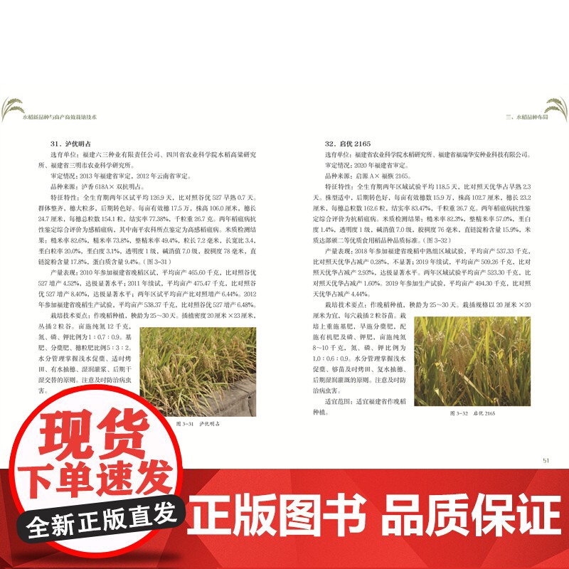 [店]水稻新品种与高产高效栽培技术 农业 水稻 新技术高清大图