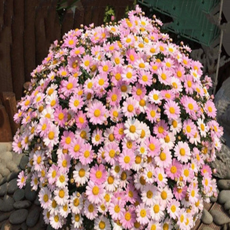 回固花种子小雏菊种子易爆盆四季易种易活盆栽苗太阳花室内外阳台庭院报价 参数 图片 视频 怎么样 问答 苏宁易购