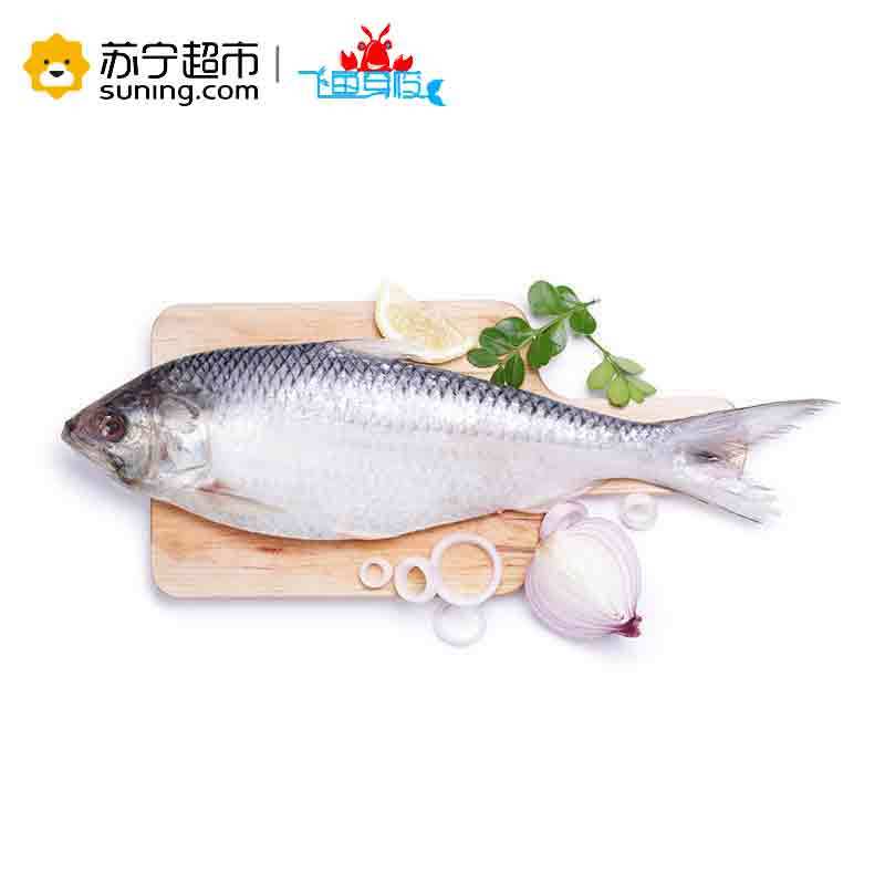 [苏宁生鲜][冰鲜]长江鲥鱼 1100-1150 本帮美味 顺丰冷链空运 海鲜水产