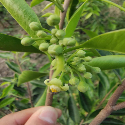 干花10g 土沉香花茶奇楠花鲜晒干花正宗嫁接结香油海南花叶茶泡水喝养生茶