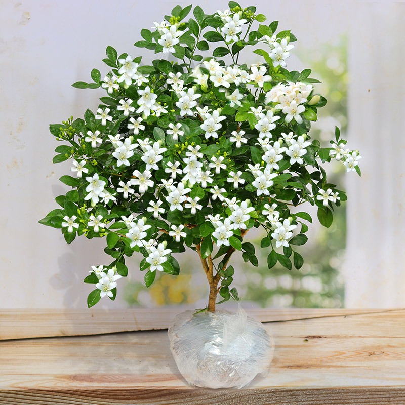 茉莉花苗盆栽带花苞九里香老桩驱蚊花卉植物室内浓香四季开花好养