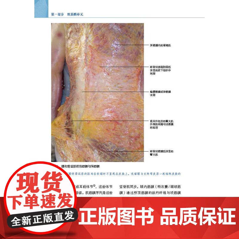 Stecco筋膜手法治疗肌肉骨骼疼痛 第2版 筋膜领域意大利学派领军人物Luigi Stecco 解剖列车译者关玲教授高清大图