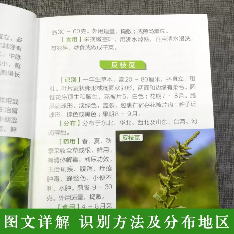 [正版]500种野菜野外识别速查图鉴 岳桂华 生物科学 生活百科书籍 植物花草识别图解书籍 植物特性药学图鉴 中医草药材高清大图