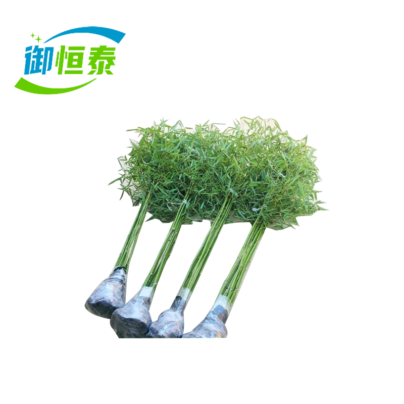 御恒泰玉竹4米高/棵高清大图
