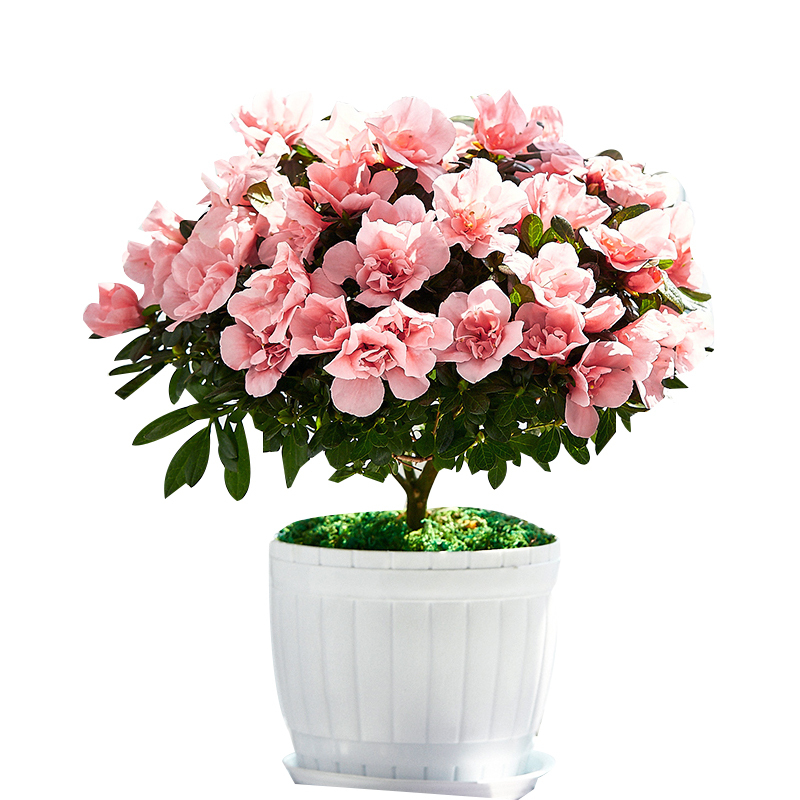 杜鹃花盆栽带花苞室内阳台花卉老桩大棵植物四季好养开花报价 参数 图片 视频 怎么样 问答 苏宁易购