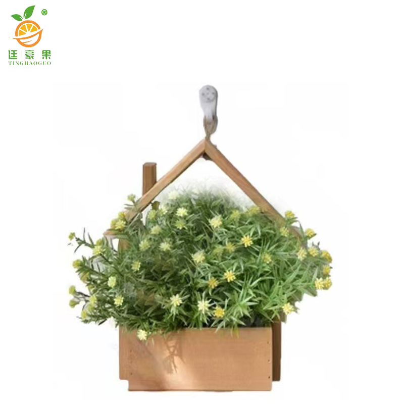 廷豪果 壁挂小雏菊 30cm /盆高清大图
