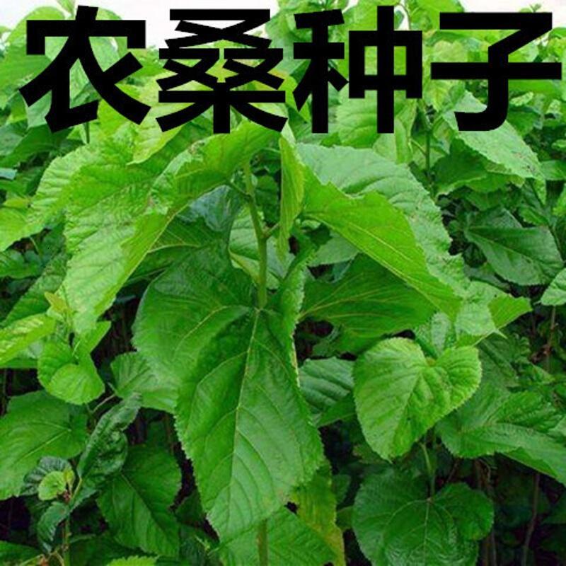 子暄蛋白桑饲料桑大叶桑蚕桑农桑12号14果桑树杂交桑种子