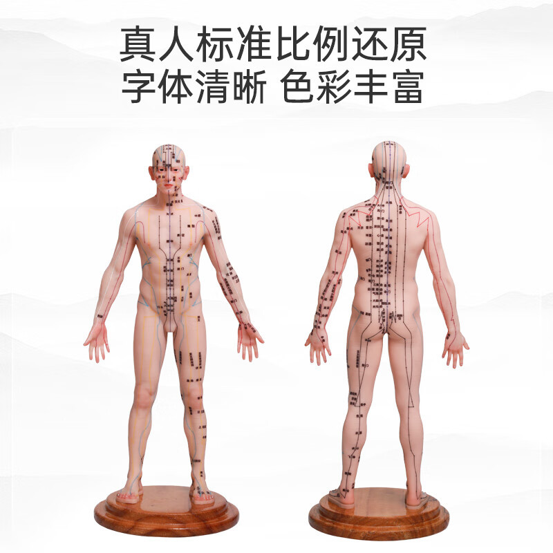 人体模型
