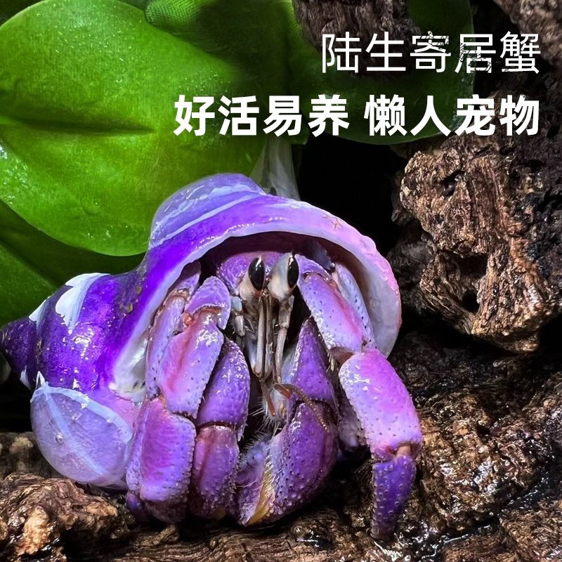 萌宠陆生寄居蟹活体易好养淡水观赏蟹沙蟹宠物螃蟹草莓顺丰包活