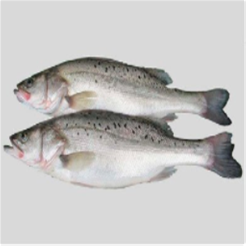 苏众 鱼类 鲈鱼专项定制高清大图