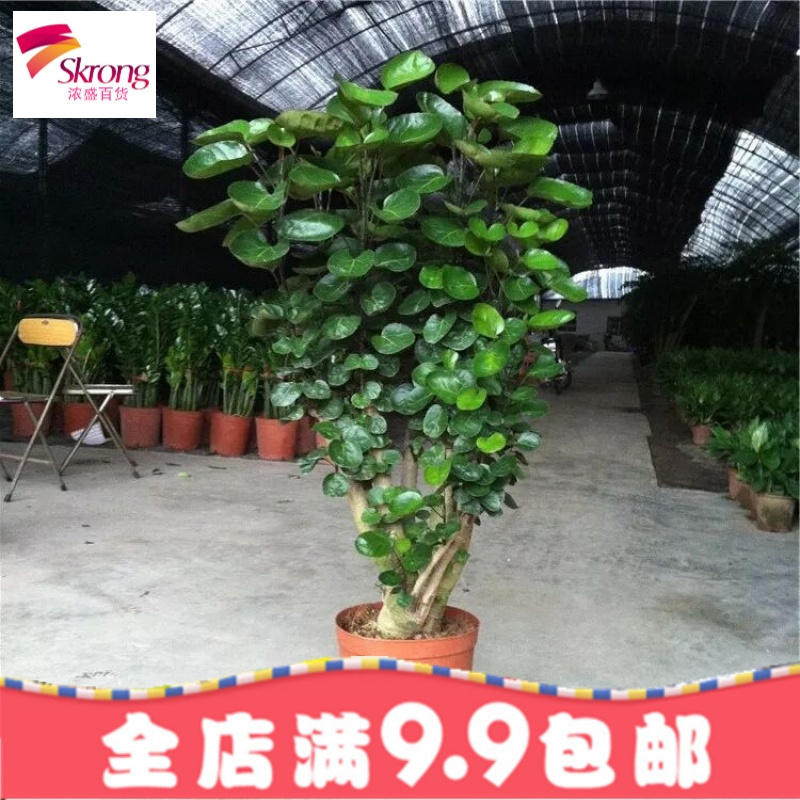 金钱兜 圆叶福禄桐绿植盆栽 桌面盆栽 绿色植物创意绿植花卉包邮