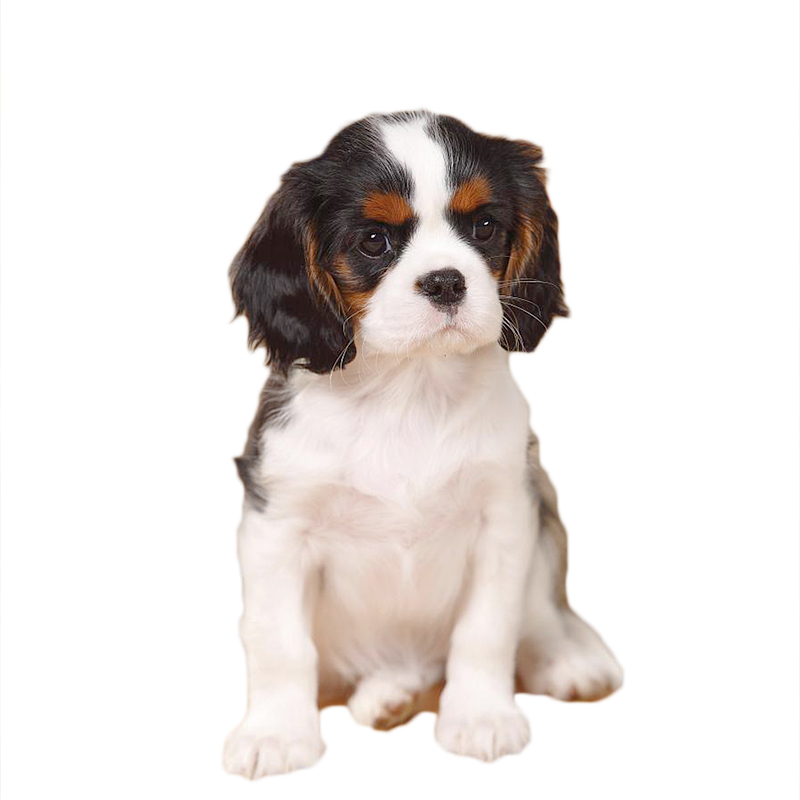 查理士王小猎犬查理王幼犬小猎犬幼崽纯种查理士王猎犬查理王活体幼犬