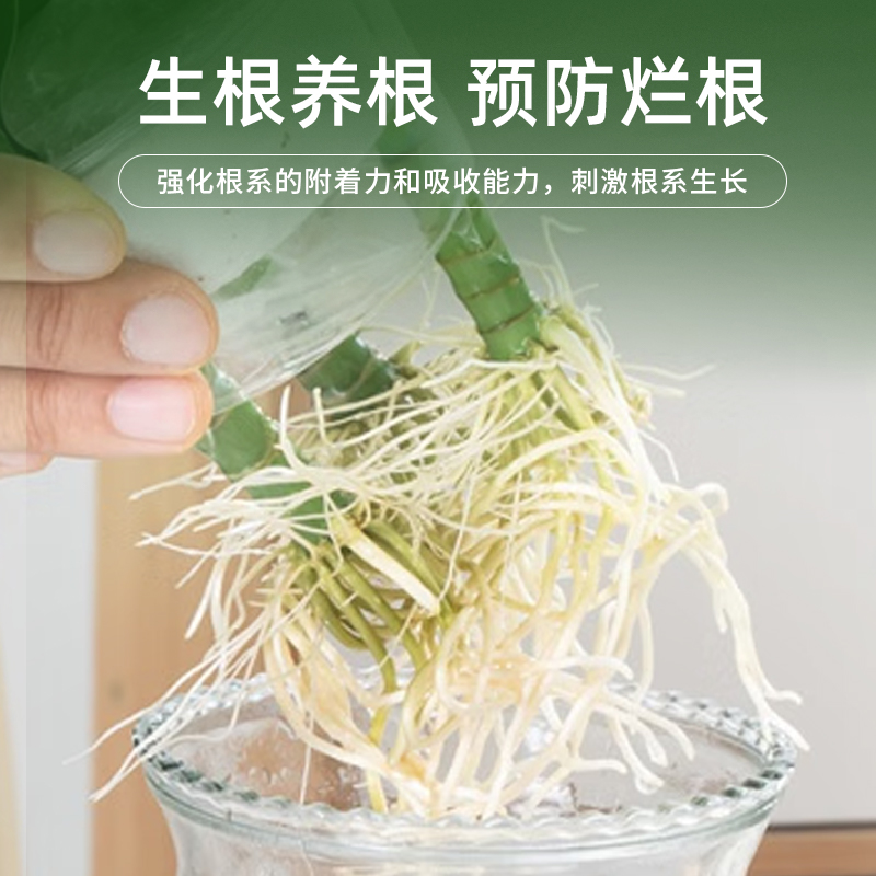 [补贴10%]富贵竹专用营养液治叶子发黄转运竹节节高文昌竹水竹水培植物生根高清大图