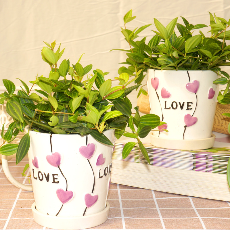 钻石翡翠/白脉椒草叶片会变色攀援类盆栽绿植垂吊花卉可叶插分盆耐干好养易过冬适合帮办公书房厨房窗户旁茶几玄关