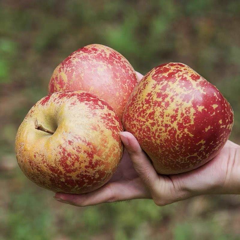 赛卡伊正宗昭通丑苹果5斤脆甜冰糖心苹果当季新鲜水果云南直发10斤