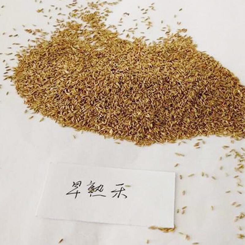 早熟禾草籽草坪种子矮生四季常青草坪籽庭院别墅绿化专用耐践踏早熟禾