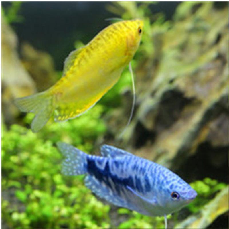 蓝曼龙鱼不用打氧鱼好养宠物活体热带淡水丝足鱼布景草缸用鱼曼龙鱼食