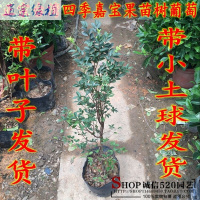 绿植正宗台湾嘉宝果树苗树葡萄苗庭院盆栽地栽当年结果带叶子货四季早生当年结果苗1.4-1.5米81cm(含)-110