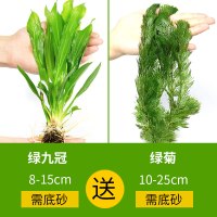 鱼缸水草植物趴地真草性水培懒人水榕无土增氧坨草造景套餐 默认尺寸 【绿九冠】送【绿菊】
