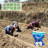 【中华特色】甘肃馆 甘肃兰州鲜百合16头1斤*2快递箱装 小号鲜百合 熬汤 煲粥 炒菜 生吃 味道美味