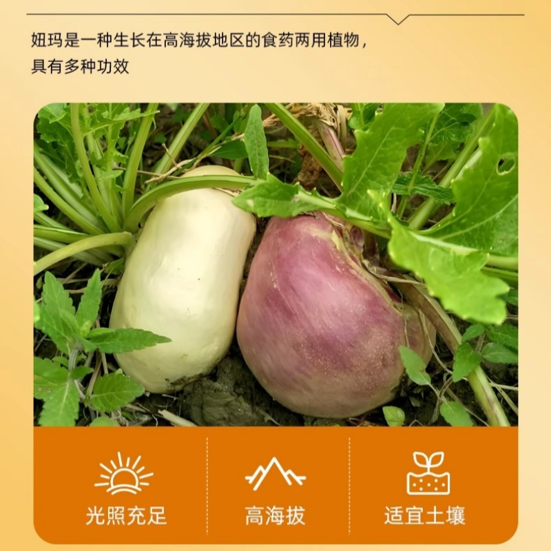 芫根固体饮料芫根沙棘补充能量抗高反0脂肪无添加养生冲饮维C饮料