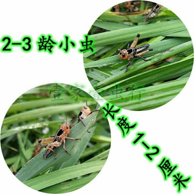 3/5厘米50只试用 蚂蚱活体蝗虫蚱蜢丁蜢画眉鸟爬虫宠物蝎子蜂饲料鸟食虫子食用昆虫