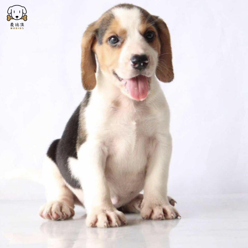 麦比佳比格犬幼犬 比格犬狗狗活体 纯种血统家庭犬小体比格幼崽短毛米格鲁犬比格宠物狗健康保障视频挑选高清大图