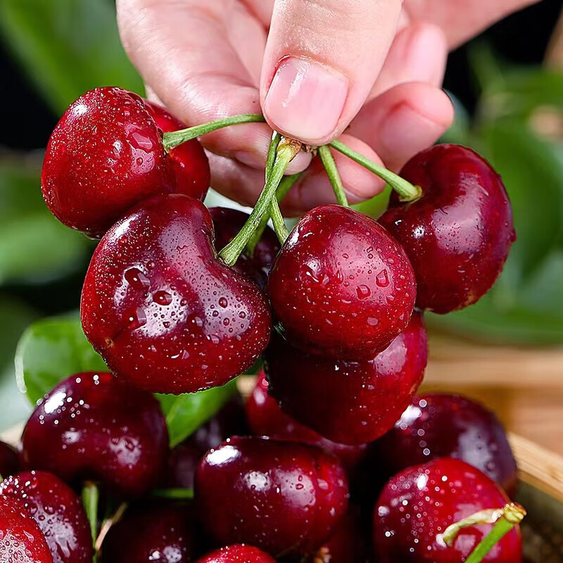鲜木 [顺丰直达]国产车厘子 山东大樱桃新鲜时令水果孕妇水果 美早