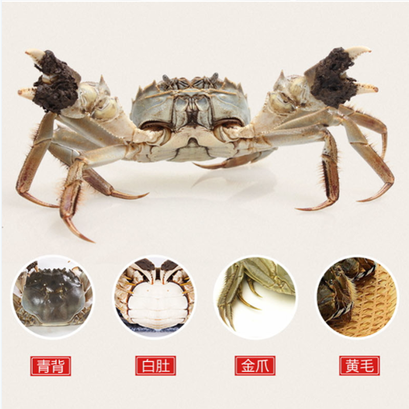 湖面人家 2698型 大闸蟹