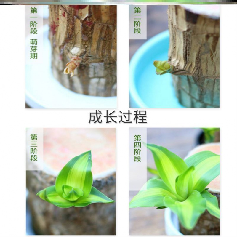 古达巴西木水培盆栽绿植幸运木室内植物四季常青水养树桩水养易养护巴西木 粉瓷盆 小和尚遇水即活6 8厘米含盆报价 参数 图片 视频 怎么样 问答 苏宁易购