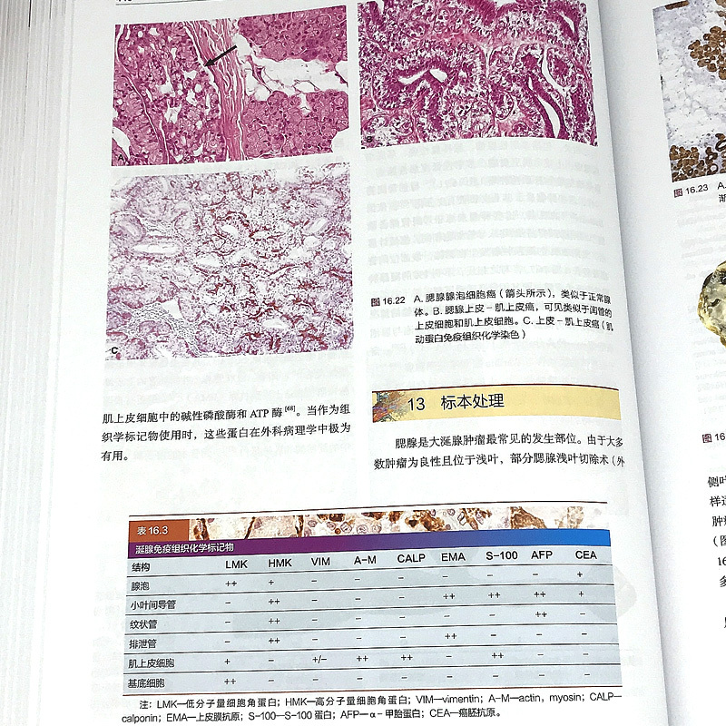 单本全册 [正版]病理医师实用组织学 第5五版 薛德彬 陈建 主译 病理生理生物分子学 可供病理学医学生及专科医师等专业