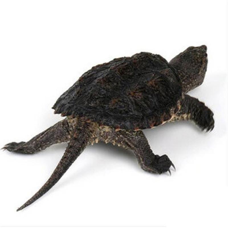 乌龟活体北美小鳄龟鳄鱼龟杂佛鳄龟大龟苗宠物龟观赏龟水龟北美小鳄龟