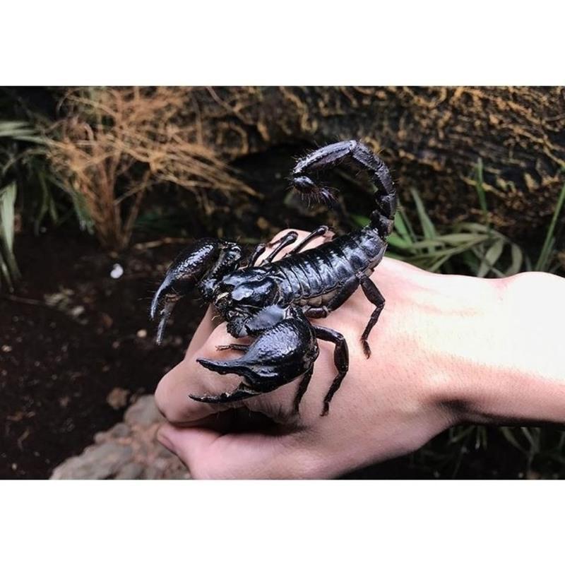 宠物亚洲雨林蝎子假帝王蝎无毒可上手东亚钳蝎双 加热包泡沫箱(10度