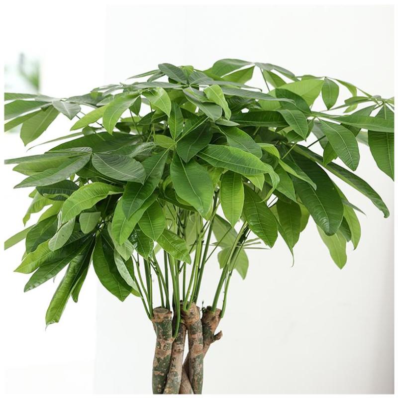 诗樱发财树盆栽植物室内绿植大型植物客厅招财大颗叶粗杆四季常青