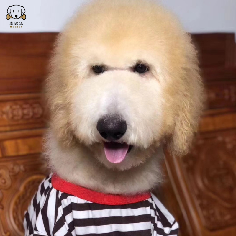 麦比佳 巨型贵宾犬幼犬 狗狗活体纯种大型泰迪贵宾犬幼崽红色白色黑色巨贵犬宠物狗大体泰迪熊狗包健康视频挑选高清大图