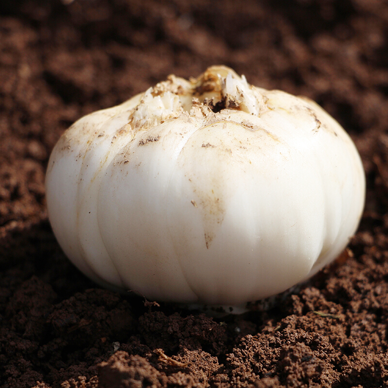 16头1kg甘肃兰州特产新鲜百合生鲜蔬菜甜百合