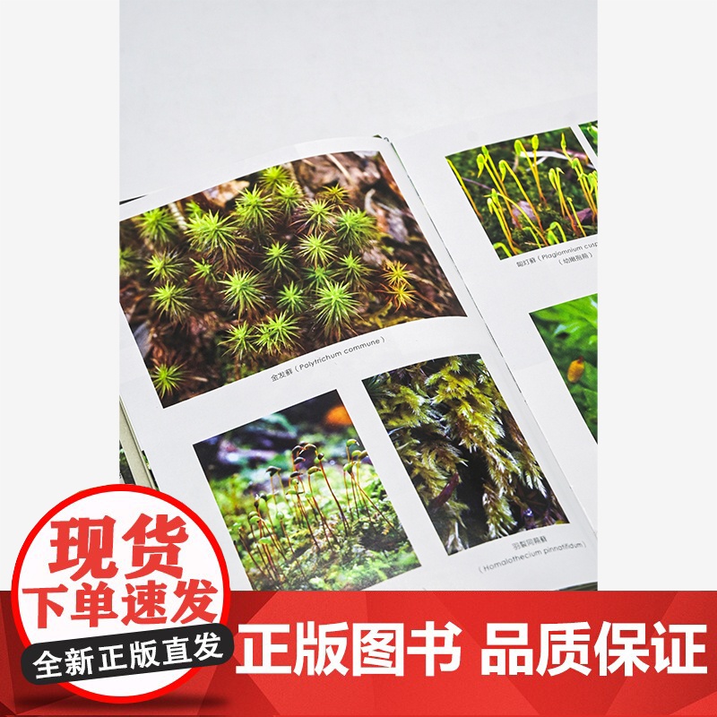苔藓森林 自然文库 罗宾·沃尔·基默尔 著 第四届坪山自然博物图书奖·禾雀花自然博物好书共读奖 商务印书馆正版高清大图