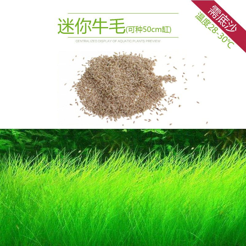 鱼缸水草植物趴地真草性水培懒人水榕无土增氧坨草造景套餐