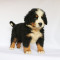 伯恩山犬 幼崽幼犬 纯种伯恩山犬 宠物狗狗伯恩山狗 大型犬