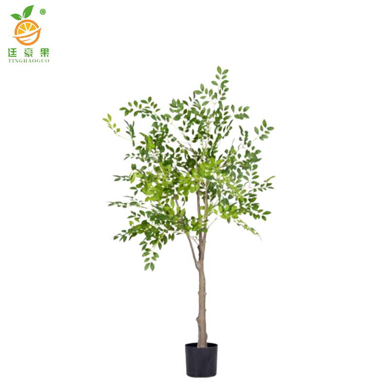 廷豪果 黄金榆树苗 5公分/棵