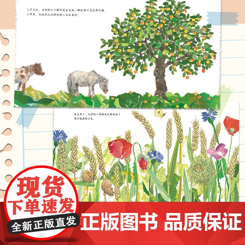 谢谢你,小苹果!(全3册) 谢谢你,好吃的面包! 谢谢你,珍贵的水! 自然科普绘本 一粒种子的旅行作者创作 爱心树高清大图