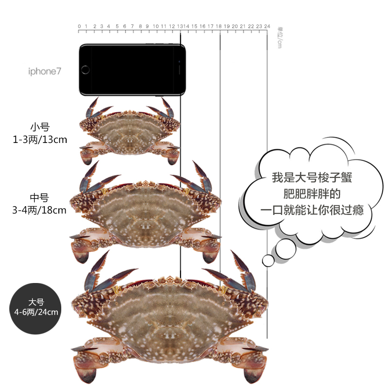 九味鲜生 吕四港东海野生海捕梭子蟹 活冻保鲜 5-6只装 4-6两/只 净重1500g/份