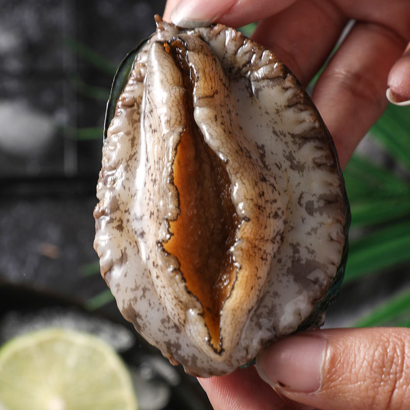 赛卡伊东山大新鲜鲍鱼大个超大鲍鱼非小鲍鱼特大鲜活冻海产鲜鲍大连中