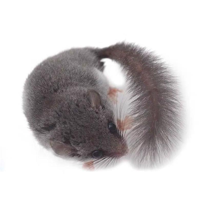 睡鼠粮食西班牙睡鼠拇指鼠幼崽粘人包活小型迷你宠物粮食懒人活物宿舍