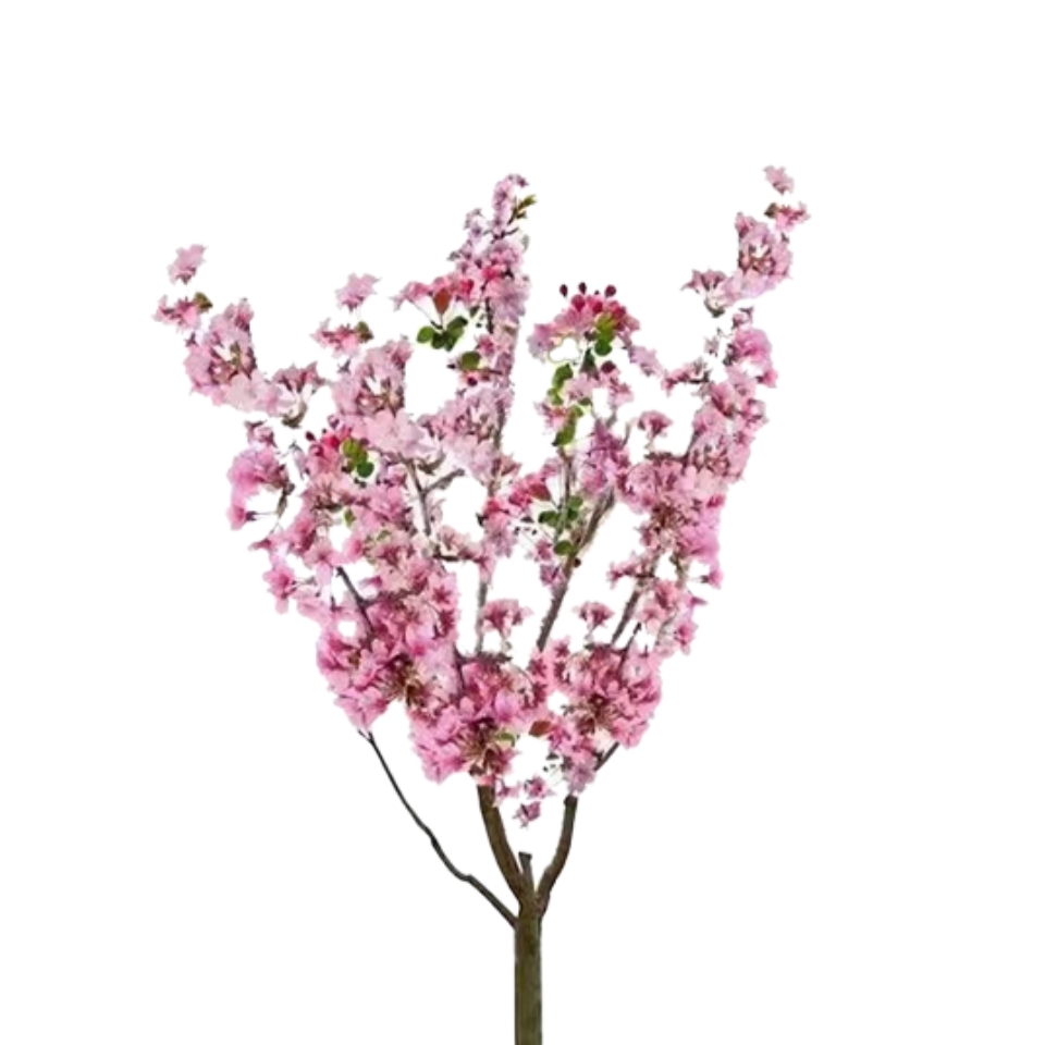 路轶森 海棠树 5公分 棵高清大图