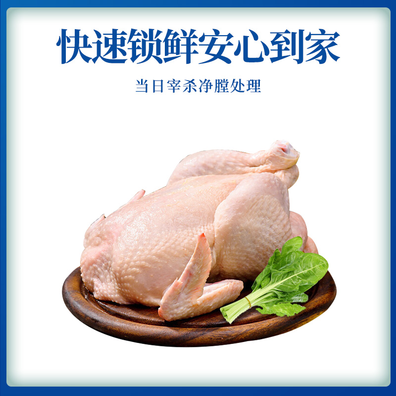蛋鲜森400天黄油老母鸡1100g±100g/只 顺丰源头直发 黄油老母鸡 1只装高清大图