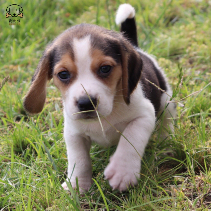 比格犬幼犬宠物狗比格犬狗狗活体纯种双血统短毛猎兔犬比格鲁中小型高智商家庭犬比格打猎狗视频挑选包健康高清大图