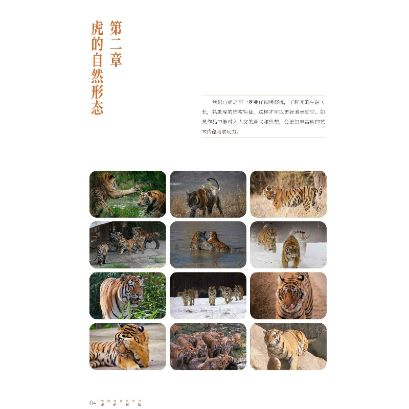 醉染图书虎的画法9787539832173高清大图