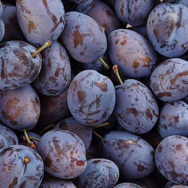 鲜木 汶川西梅 新鲜应季水果 现摘时令孕妇脆甜李子 2/3/5斤装 鲜果西